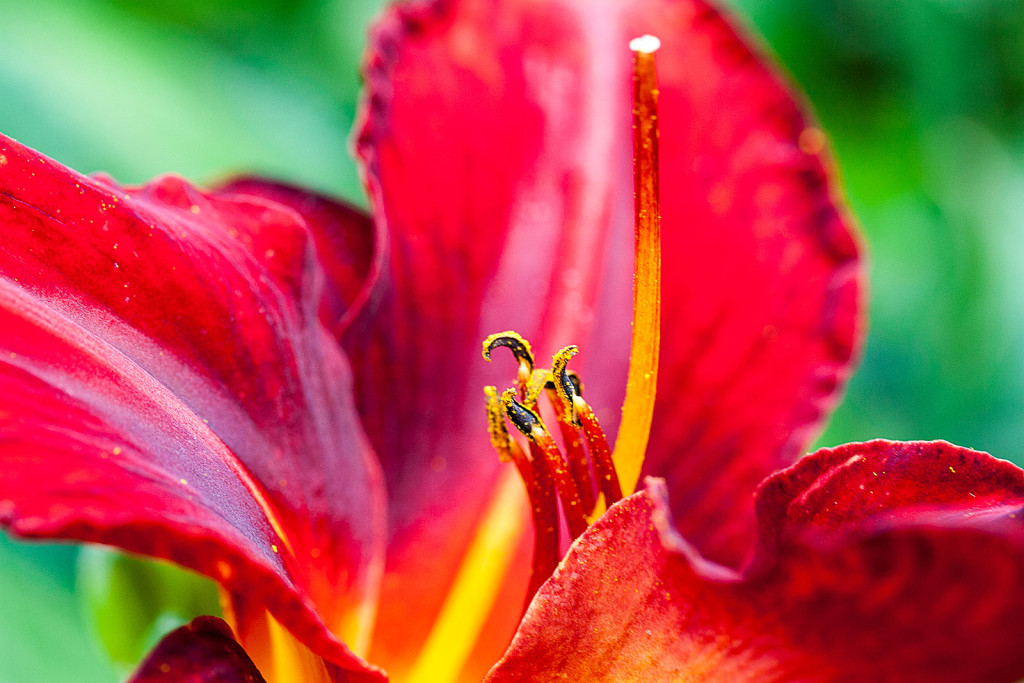 Termine Muttertag wann ist Muttertag? Blumen zum Muttertag